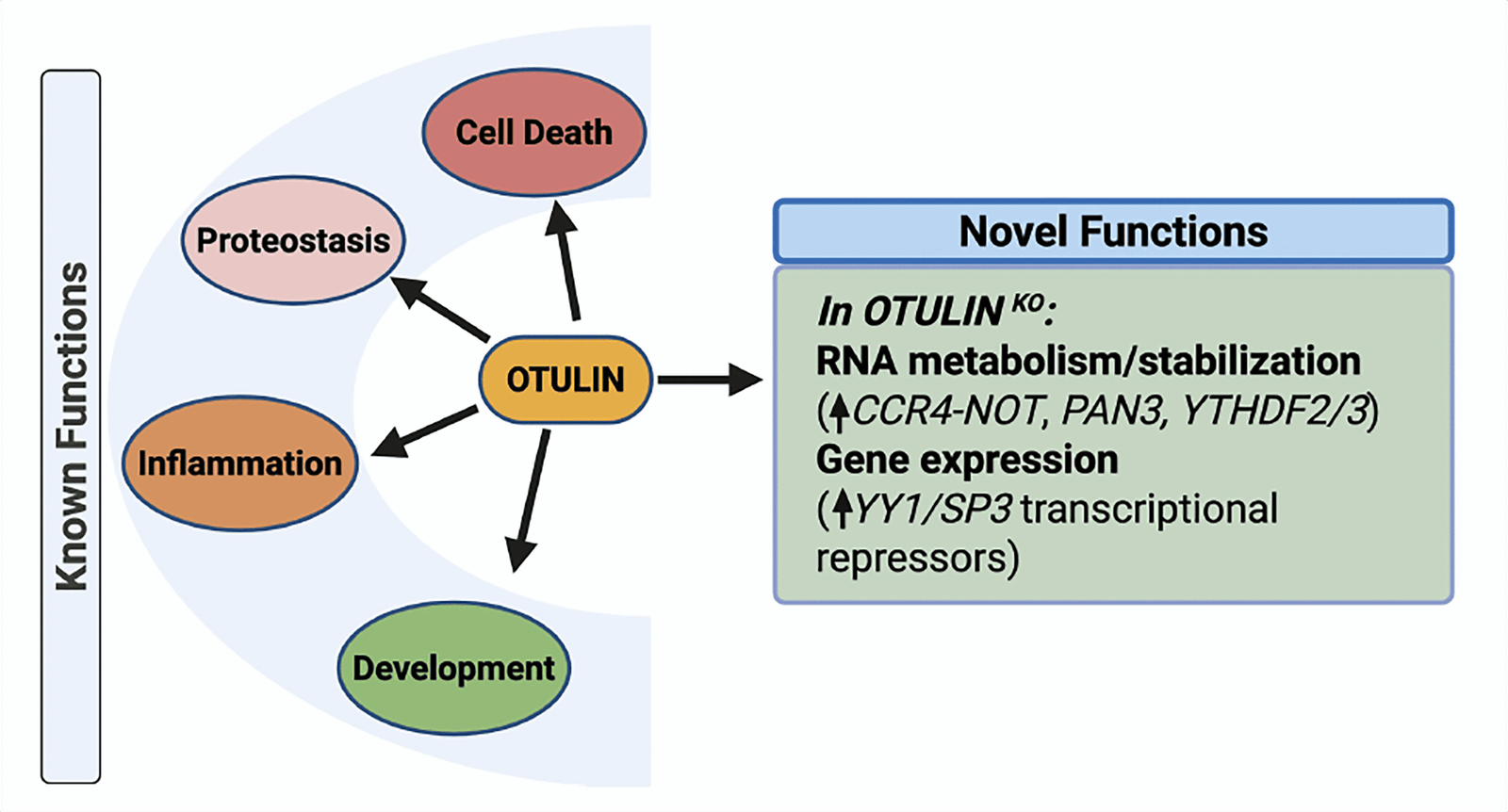 OTULIN known and novel functions diagram